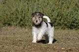 FOX TERRIER 437